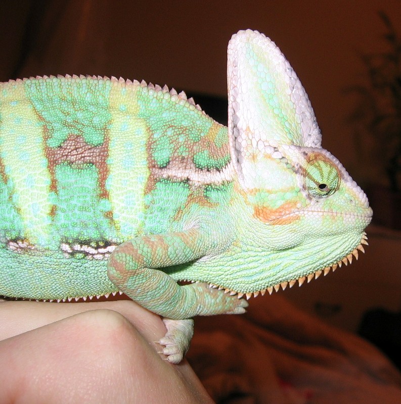 Growing Fast & Colorful
