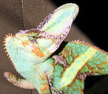 Lucutis Outside 2