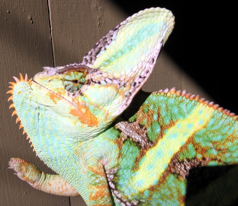 Lucutis Outside 2