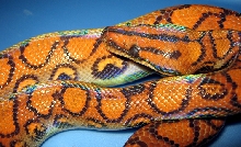 Sable1