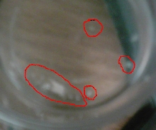 rasbora eggs