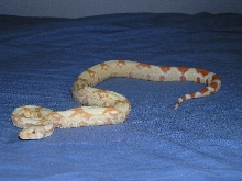 Burke Line albino female 9.5 months
