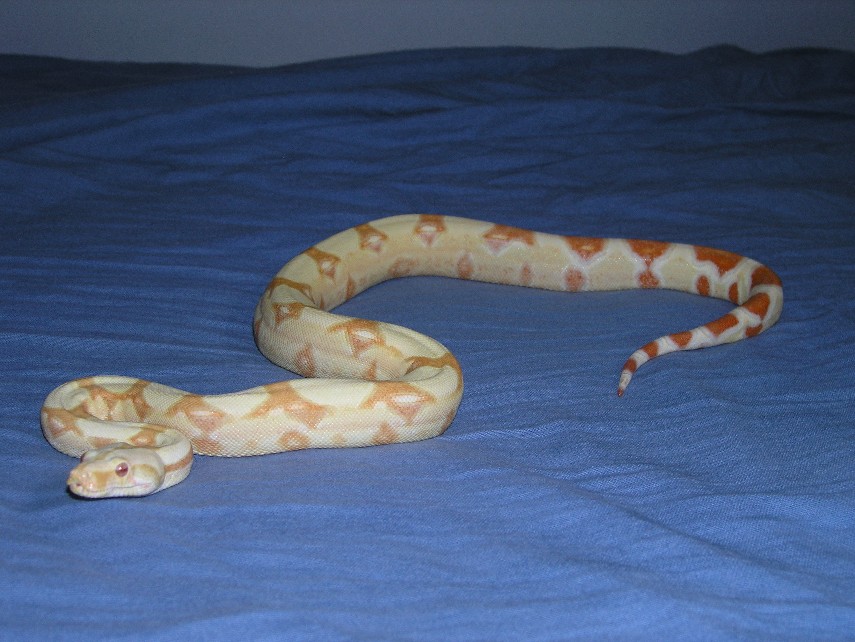 Burke Line albino female 9.5 months