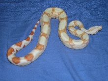 Burke Line albino female 9.5 months,