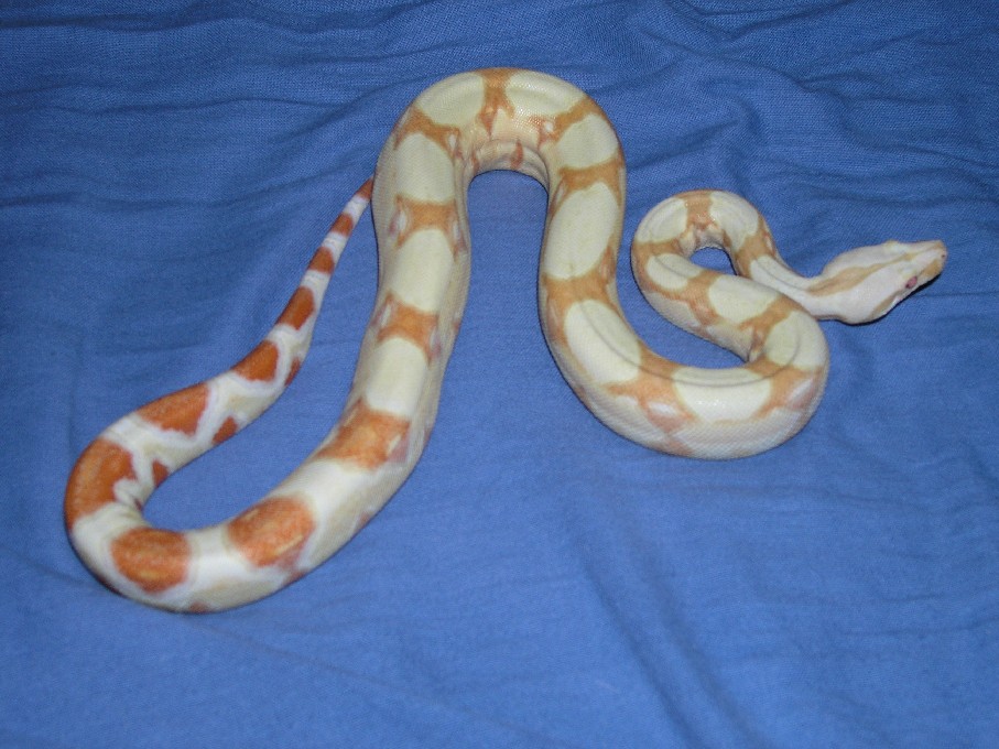 Burke Line albino female 9.5 months,