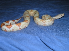 Burke Line albino female 9.5 months.