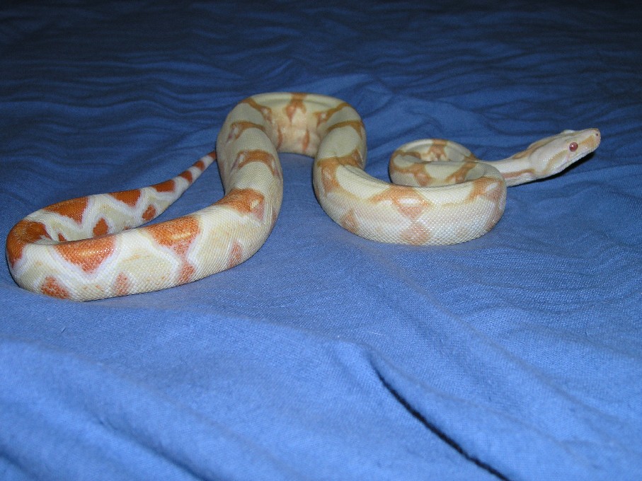 Burke Line albino female 9.5 months.