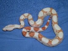 Burke Albino