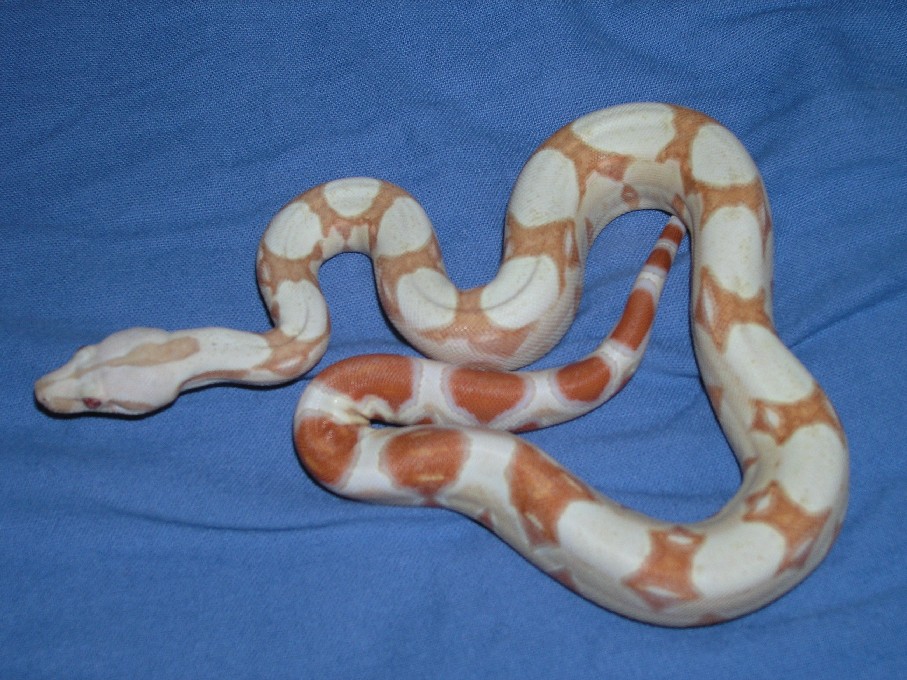 Burke Albino