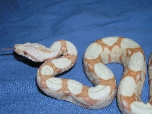 Burke Albino