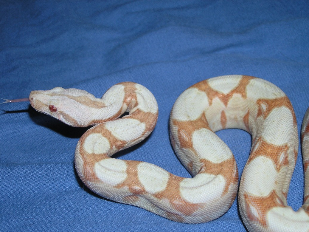 Burke Albino