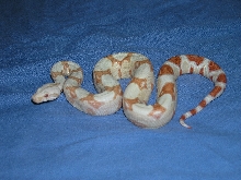 Female Albino