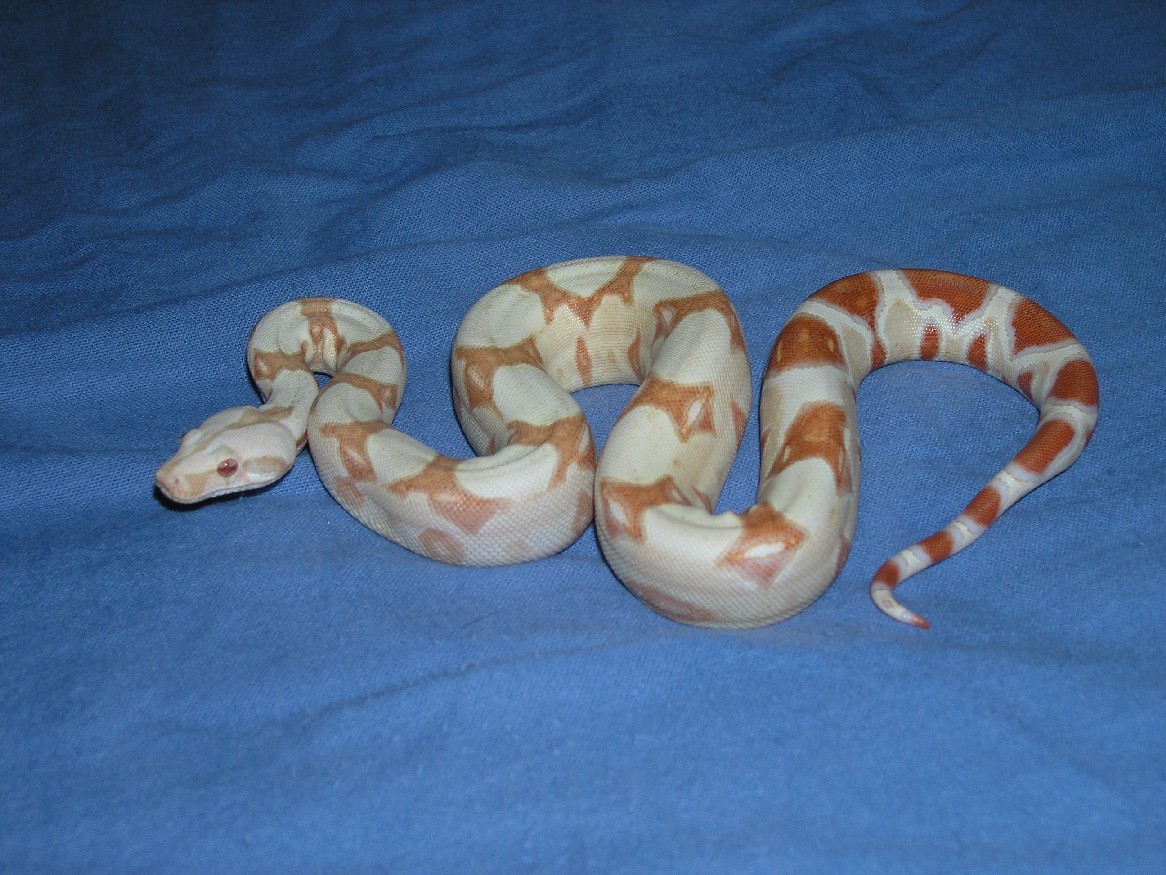 Female Albino