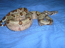 Male hypo 100% het albino