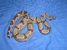 Male hypo 100% het albino