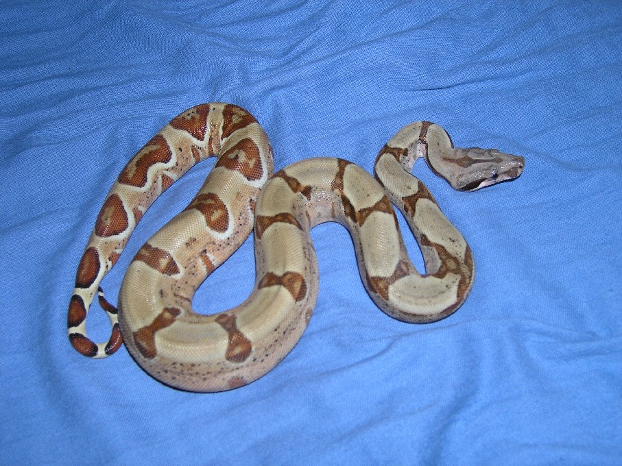 Male hypo 100% het albino