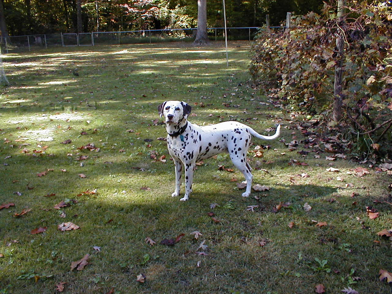 george waiting for the ball