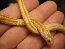 06 striped cream male
