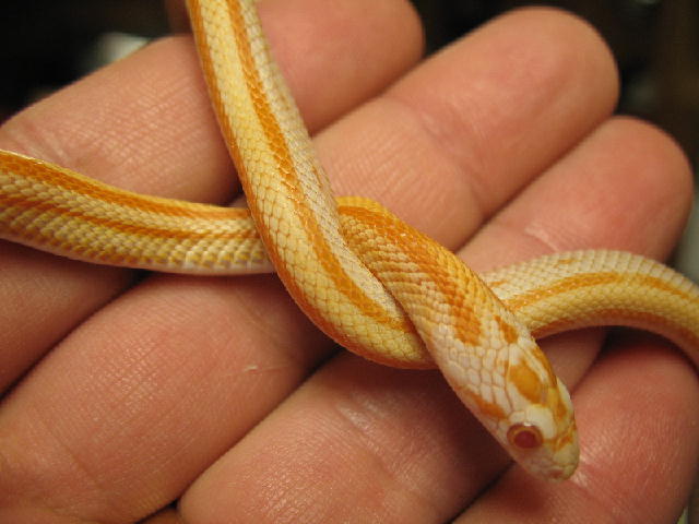 06 striped cream male
