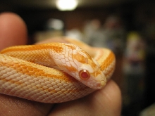 06 Striped cream male