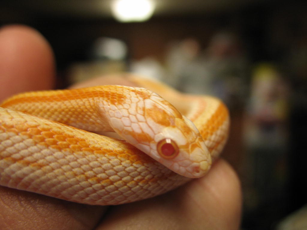 06 Striped cream male