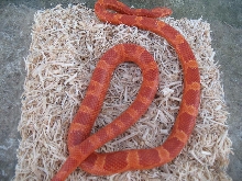 '05 amel bloodred