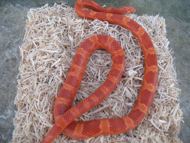 '05 amel bloodred