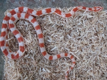 '05 candy cane