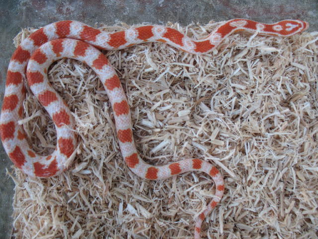 '05 candy cane