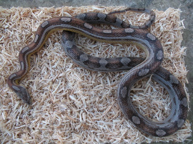 pastel motley