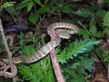 Unidentified Thailand viper