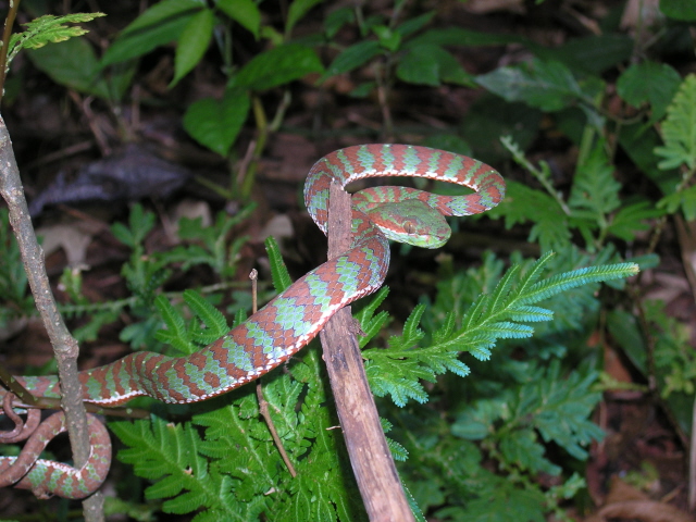 Unidentified Thailand viper