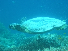 hawksbill sea turtle