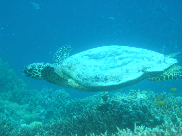 hawksbill sea turtle