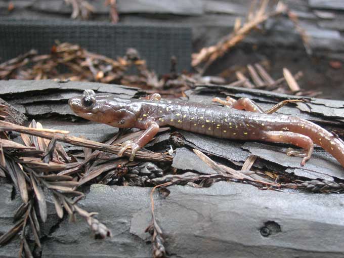 Arboreal salamander