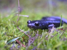 Black Salamander (Aneides flavipunctatus)