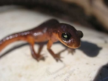 Yellow eyed Ensatina
