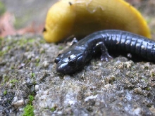 Black salamander with slug