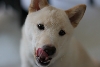Attila Headshot