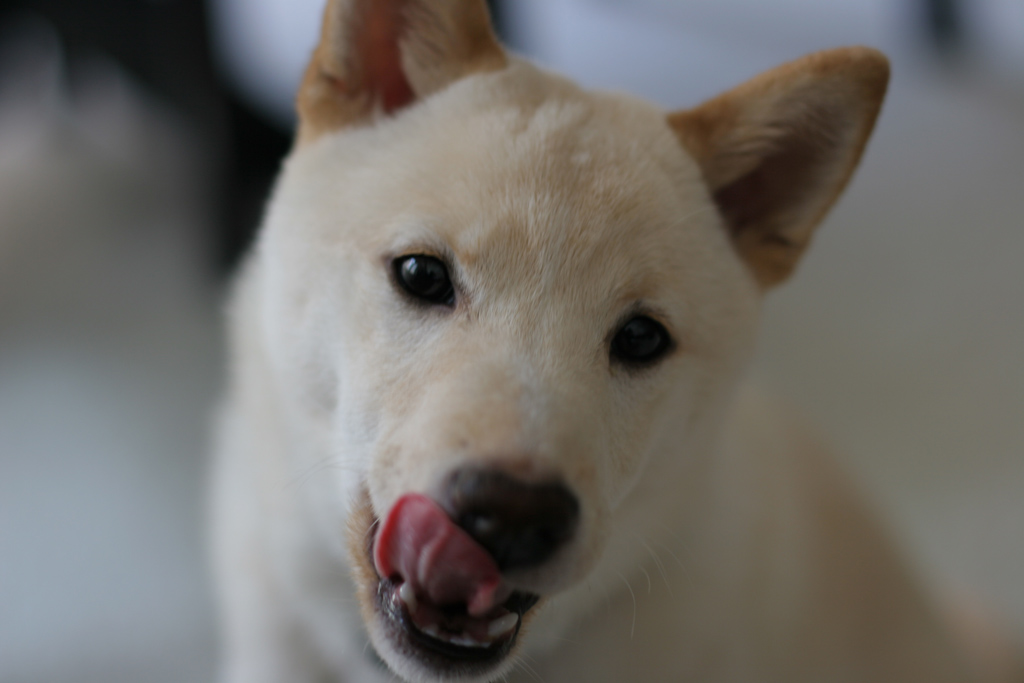 Attila Headshot