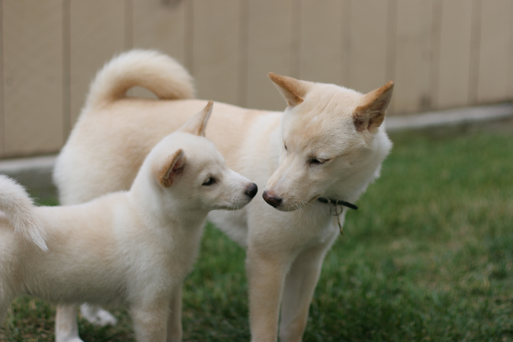 Attila & Inara