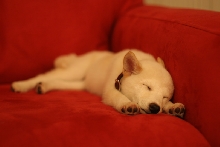Inara Sleeps