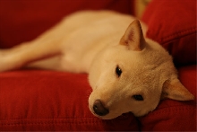 Attila resting