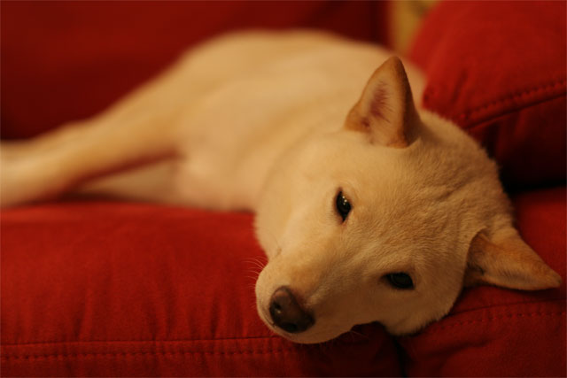 Attila resting