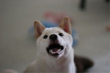 Attila's Mouth