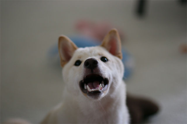 Attila's Mouth