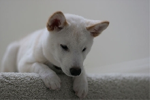 Inara on the stairs
