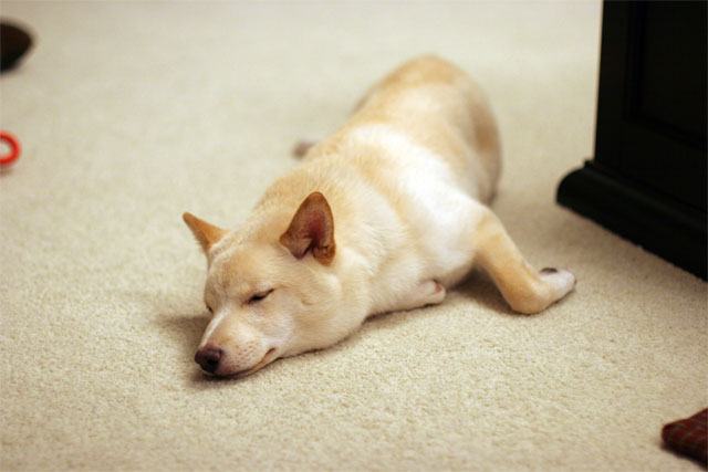 Sleep Time Attila