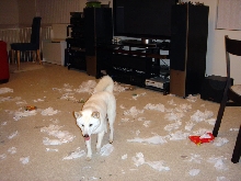 Tissue Mess
