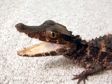 Dwarf Caiman